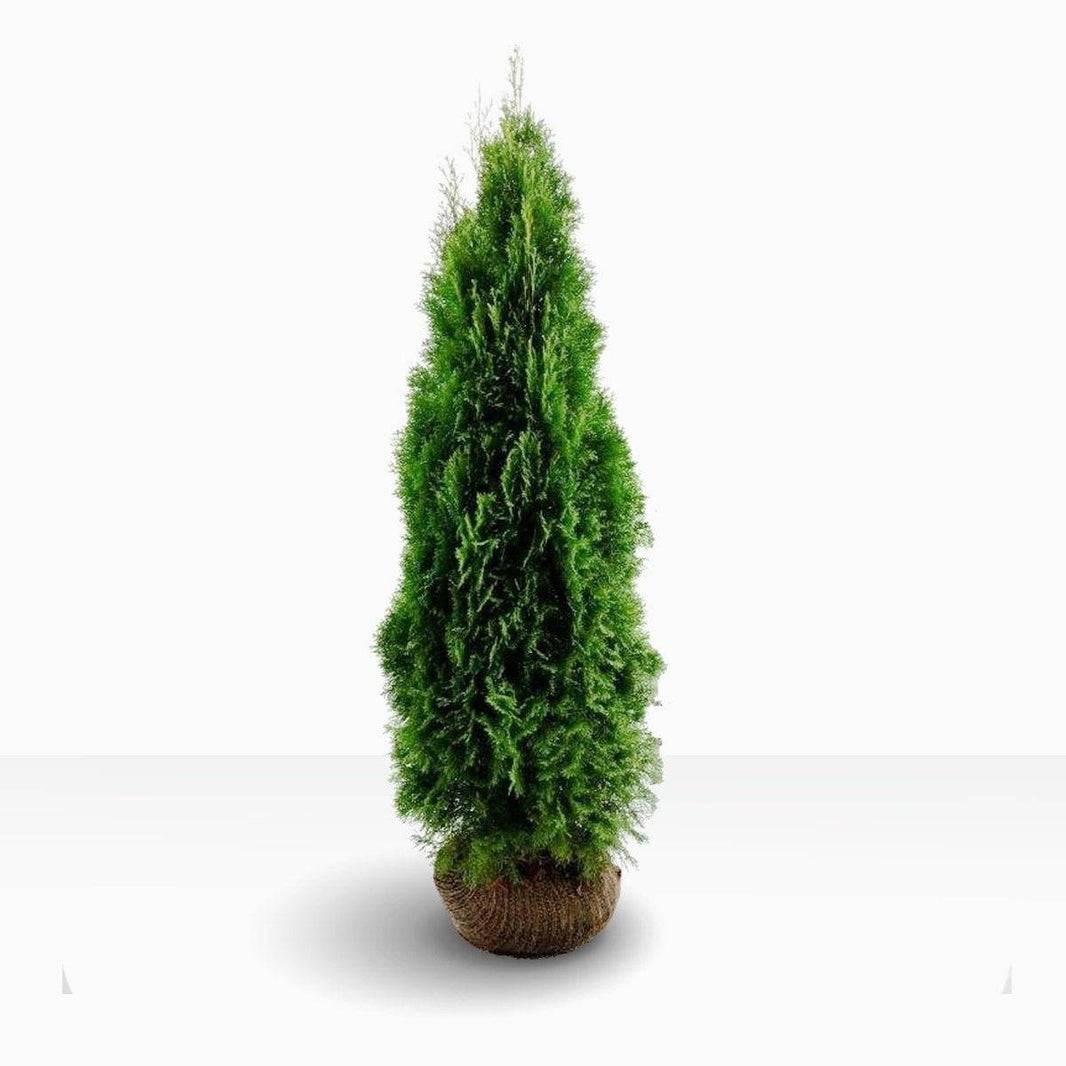Thuja Columna - Den smala, eleganta häcken