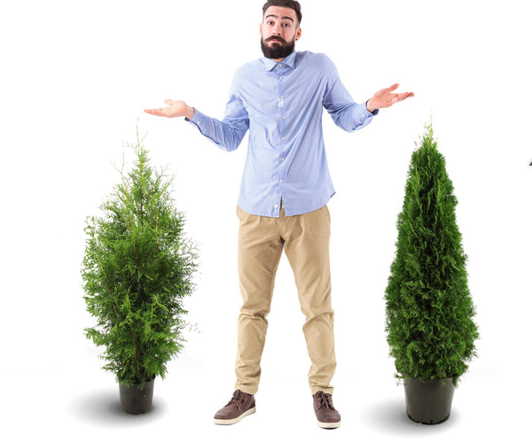 Thuja Brabant vs Smaragd - Vilken r bst?| Skillnader & frdelar   Thujor.se
