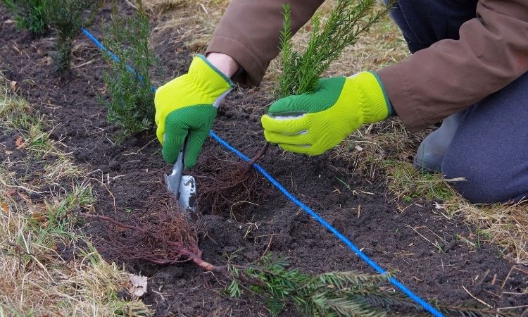 Plantering av häck med spade och handskar, markerad rad med blått snöre.