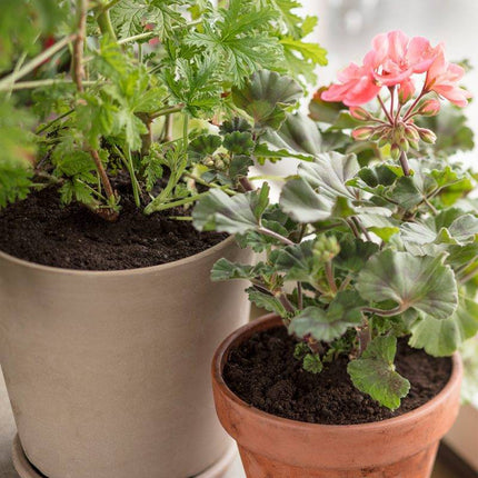Köp Hasselfors planteringsjord, 40 liter, 54st, Helpall - Fraktfritt Hasselfors Garden jord