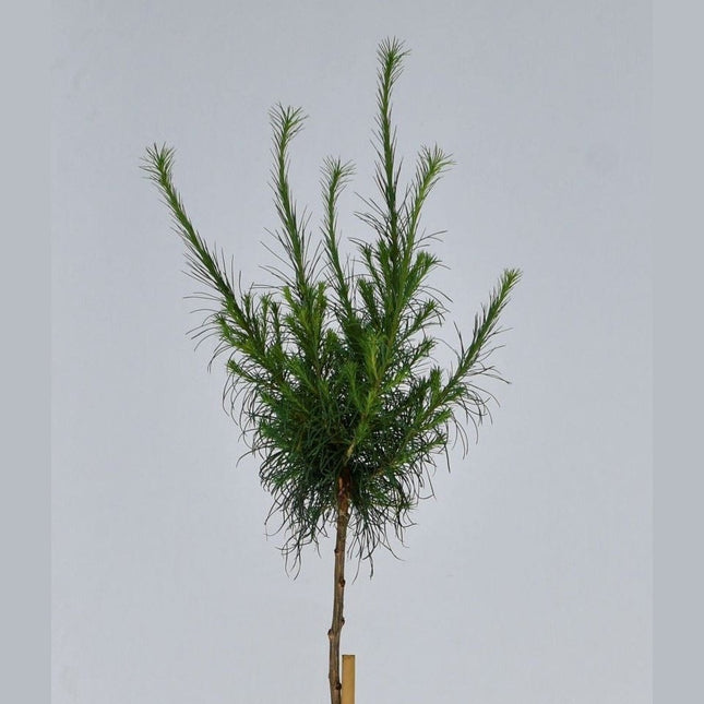 Larix lariciana Hartwing Pine - krukodlad C5