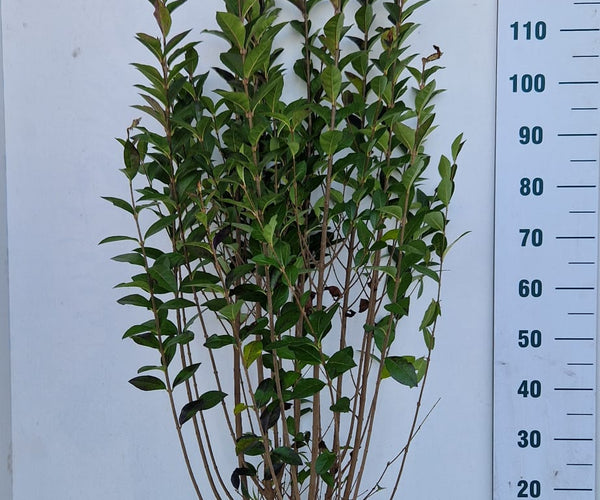 Köp ligusterhäck – Ligustrum ovalifolium. Snabbväxande, tät och  halv-städsegrön häck för villaträdgård och tomtgräns. – Thujor.se