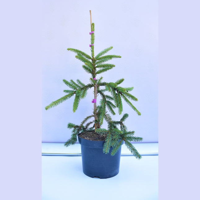 Picea abies Inversa - Båggran - krukodlad C5