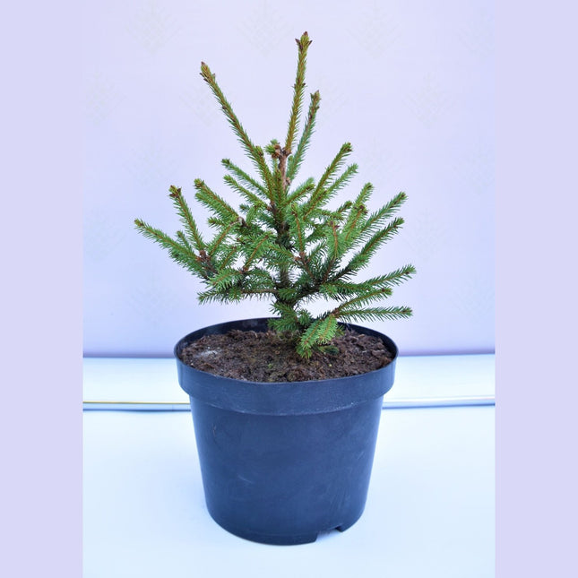 Picea abies Rydal - Dvärgsmultrongran - krukodlad C5