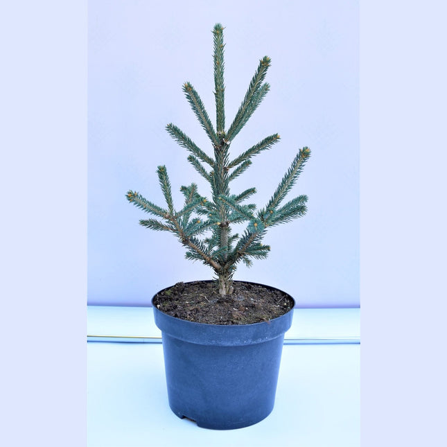 Picea glauca Xawery - krukodlad C5