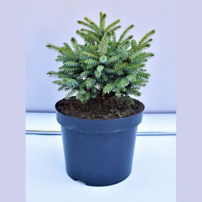 Picea omorika Nana - Liten serbgran - krukodlad C5