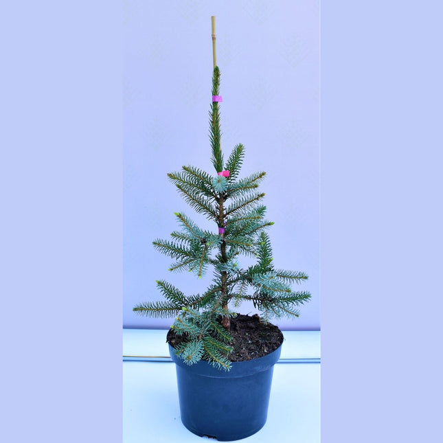 Picea omorika Pendula - Serbgran - krukodlad C5