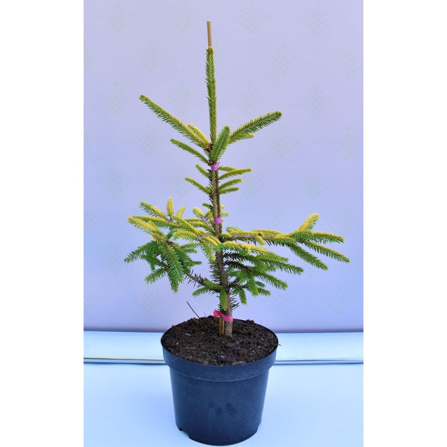 Picea orientalis Aureospicata - Orientgran/citrongran - krukodlad C5