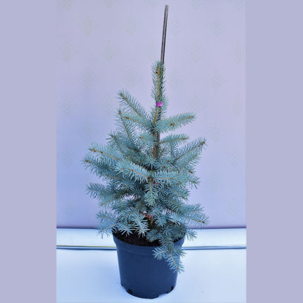 Picea pungens Edith - Blågran - krukodlad Co5