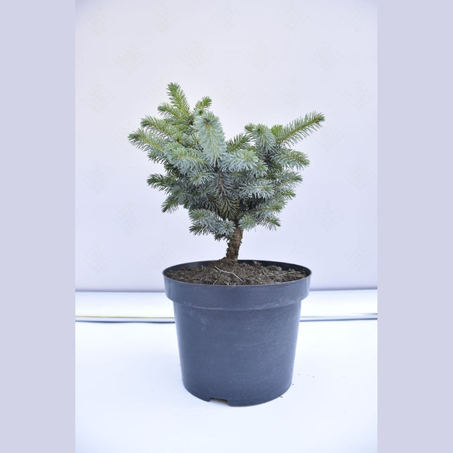 Picea sitchensis Silberzwerg - Siktagran - krukodlad Co5