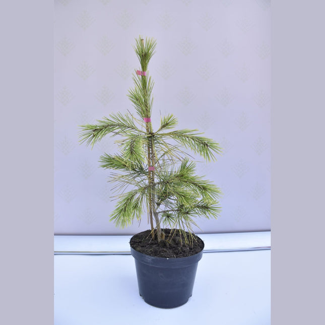 Pinus densiflora Aurea - Japansk tall - krukodlad Co5