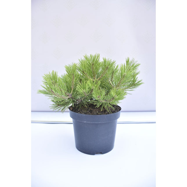 Pinus densiflora Low Glow - Japansk tall - krukodlad Co5