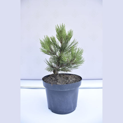 Pinus leucodermis Compact Gem - Ormskinnstall - krukodlad Co5