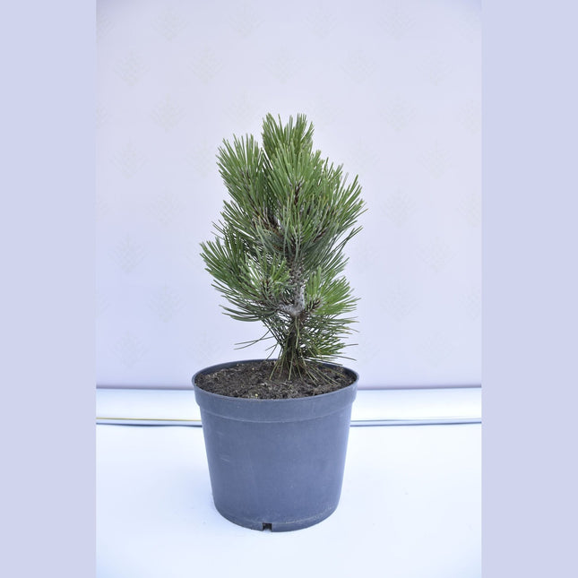 Pinus leucodermis Malinki - Ormskinnstall - krukodlad Co5