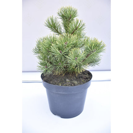 Pinus mugo Ophir - Bergstall - krukodlad Co5