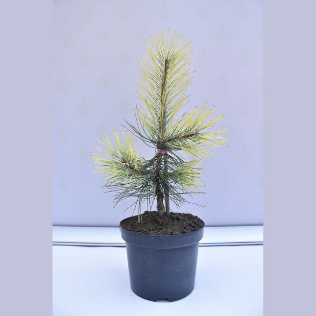 Pinus nigra Aurea - Svarttall - krukodlad Co5