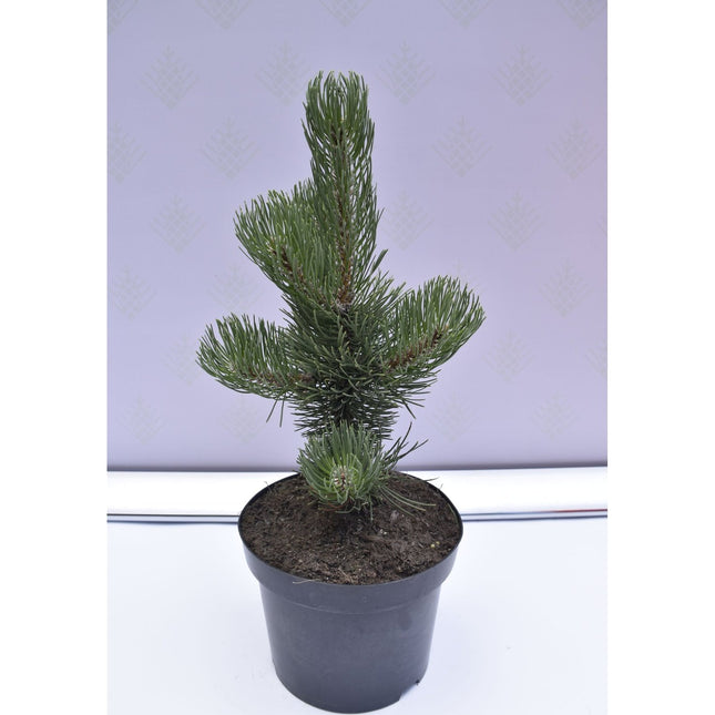 Pinus nigra Oregon Green - Svarttall - krukodlad Co5