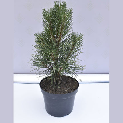 Pinus nigra Rondello - Svarttall - krukodlad Co5