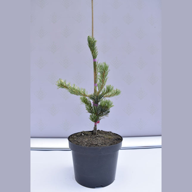 Pinus parviflora Fukai - Silvertall - krukodlad Co5