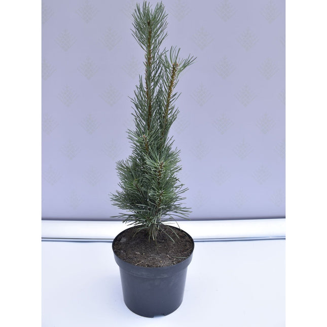 Pinus sylvestris Fastigiata - Tall - krukodlad Co5