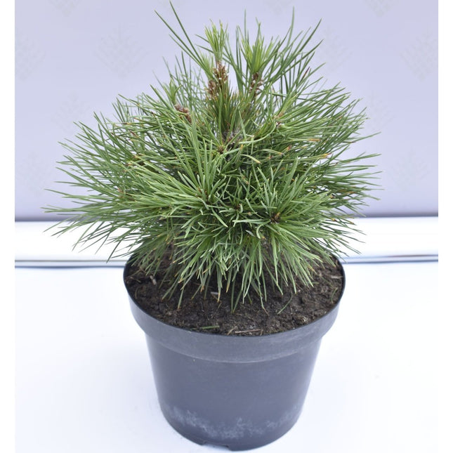 Pinus sylvestris Globosa Viridis - Tall - krukodlad Co5