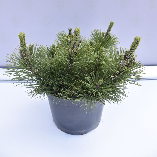 Pinus thunbergii Thunderhead - Japansk svarttall - krukodlad Co10