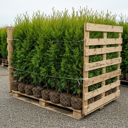 Thuja Brabant 100-120 cm, RB » S