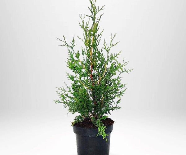 Thuja Brabant häckväxt