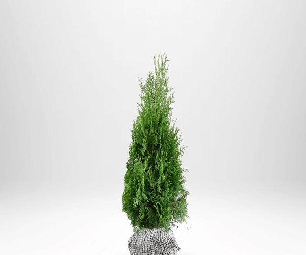 Thuja Brabant 80-100 cm - Köp Online