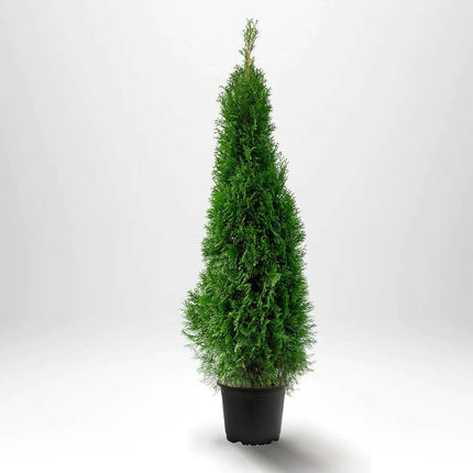 Köp Thuja Smaragd 100-120 cm, Co 10 » LQ Kvalité: LQ Thuja Smaragd