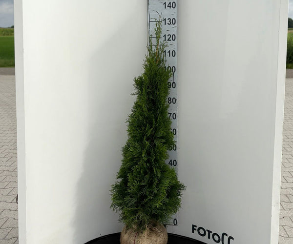 thuja smaragd 120-140 kaufen Köp thuja smaragd till med högsta kvalitet och fri frakt – Thujor.se