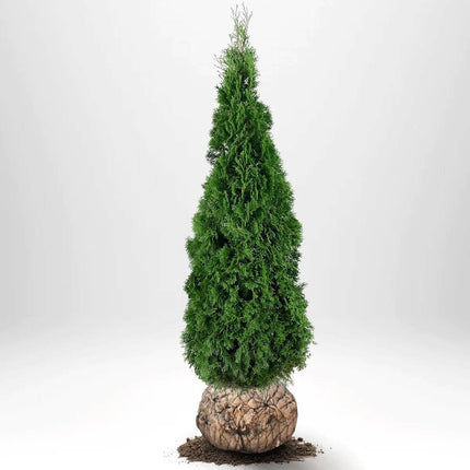 Köp Thuja Smaragd 200-225 cm, RB » LQ Kvalité: LQ Thuja Smaragd