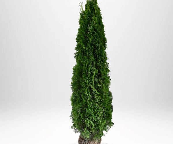 Thuja Smaragd 220-240 cm - Häckplantering