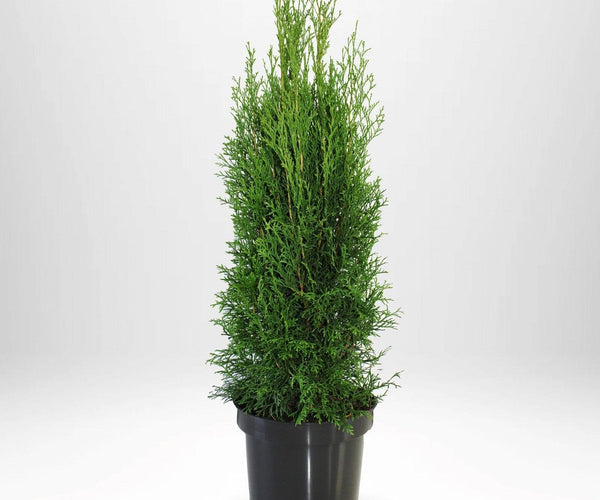 Buy Thuja Smaragd Plants for Sale - Ideal for Hedges