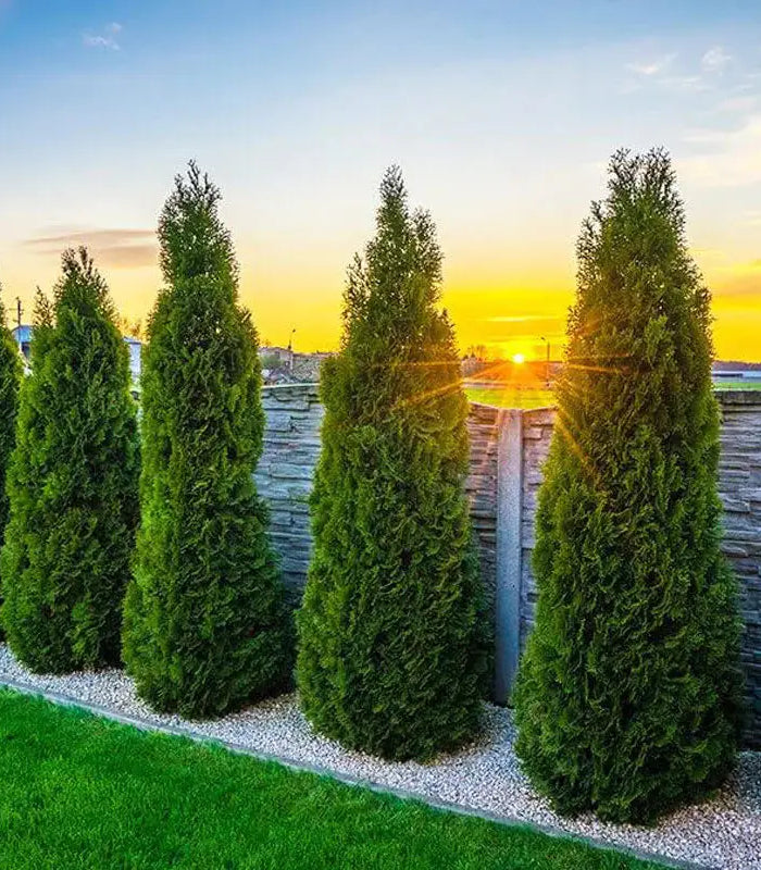 Thuja Smaragd
