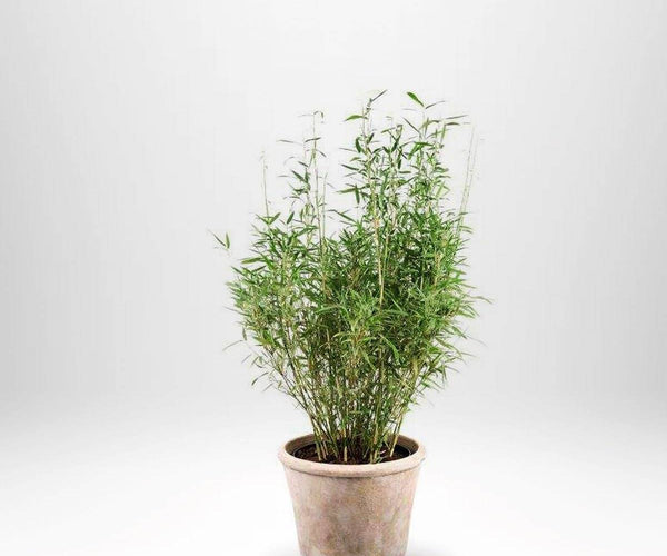 Bergbambu Fargesia Bimbo - Krukodlad Bambuvxt | Trdgrdsdekoration   Thujor.se
