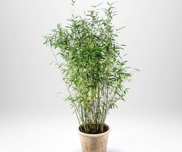 Bergbambu Fargesia Tiny - Krukodlad