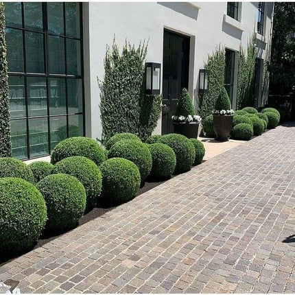 Köp Buxbom klot Ø55-60cm - Krukstorlek 40 L - XL - Fraktfri Thujor.se