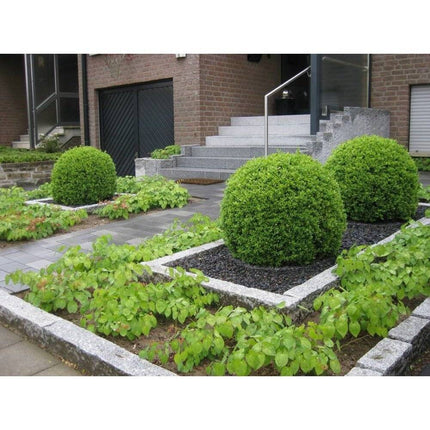 Köp Buxbom klot Ø55-60cm - Krukstorlek 40 L - XL - Fraktfri Thujor.se