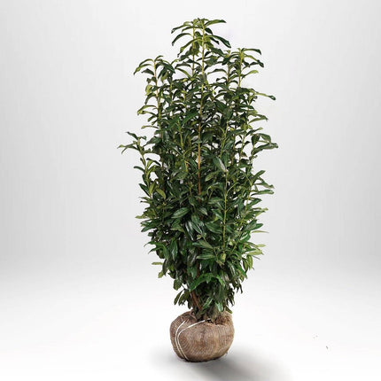 Köp Lagerhägg Genolia RB - Prunus laurocerasus Kvalité: LQ