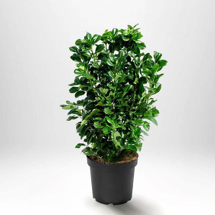 Köp Lagerhägg Novita - Prunus laurocerasus Kvalité: LQ