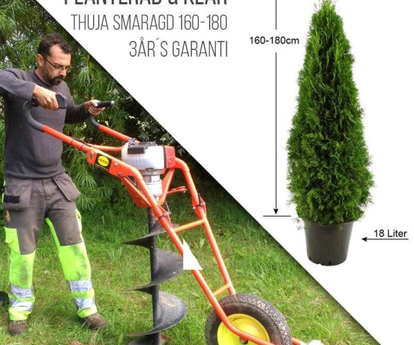 Planterad Thuja Smaragd 160-180cm - Planteringstjnst  Thujor.se