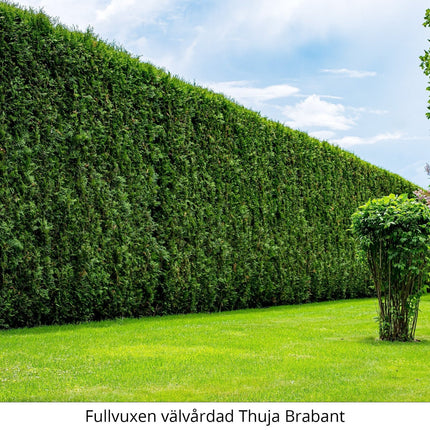 Thuja Brabant 160-180 cm Rotklump - Landscape Q