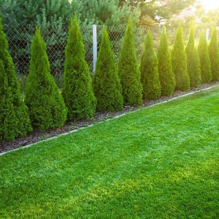 Köp Thuja Smaragd 100-120 cm, Co 10 » LQ Kvalité: LQ Thuja Smaragd