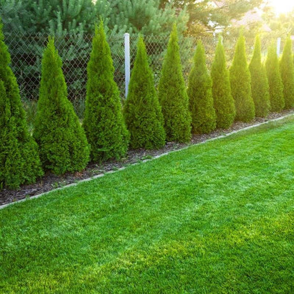 Köp Thuja Smaragd 120-140 cm, Co 10 » LQ Kvalité: LQ Thuja Smaragd