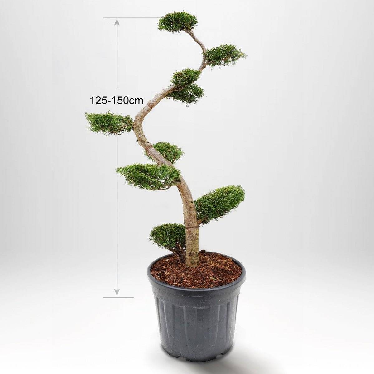 Bonsai Tre Pris