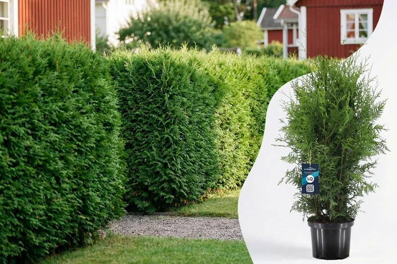 Thuja Brabant