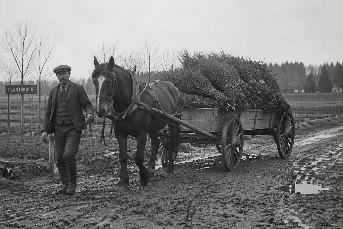 Häst och vagn med ett lass barrotsplantor, gammalt svartvitt foto