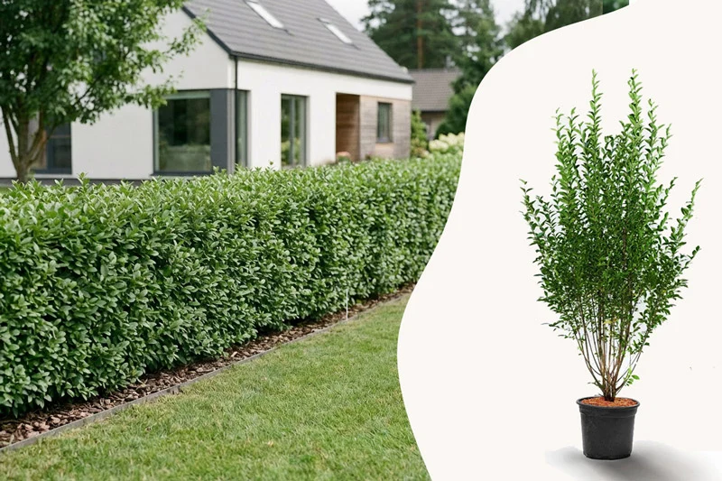 Ligusterhäck framför vitt hus, med ligusterplanta