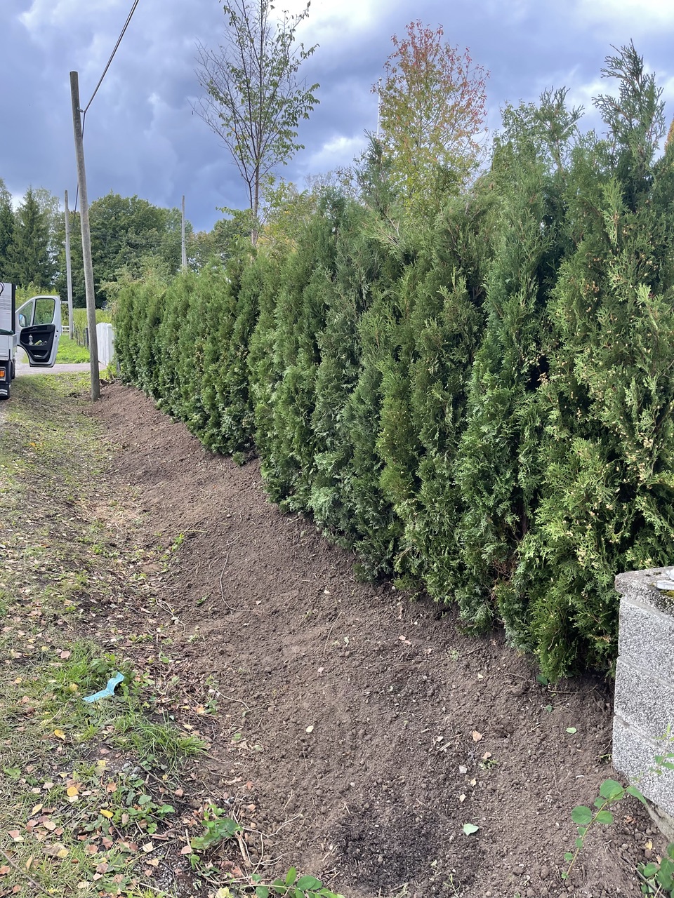 Thuja Columna 160-180cm i Tyresö